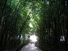 Бамбуковая роща. Никитский ботанический сад