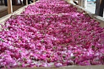 Сбор розы на Алуштинском эфиромасличном совхоз-заводе