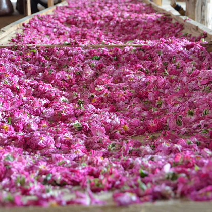Сбор розы на Алуштинском эфиромасличном совхоз-заводе
