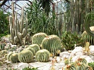 Оранжерея кактусов. Никитский ботанический сад